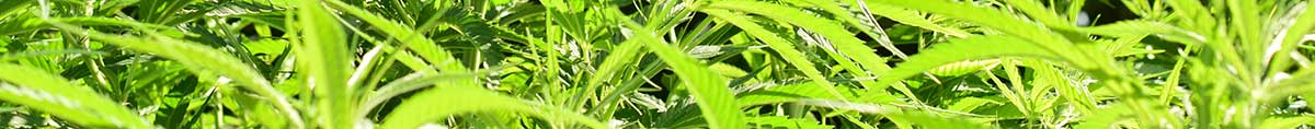 Cannabis Gesetze - Insel Kreta cannabis insel kreta