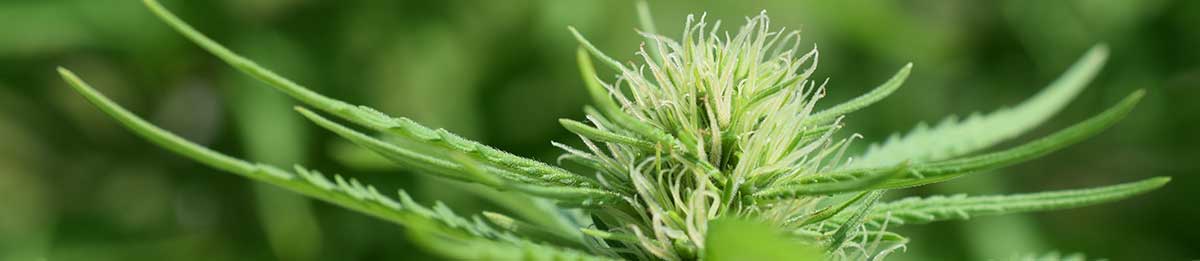 cannabis chania