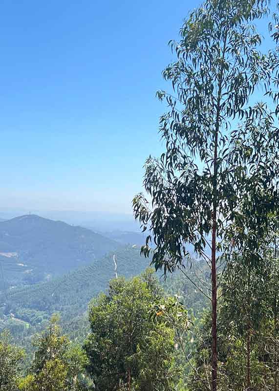 Cannabis Wandern Portugal Valongo