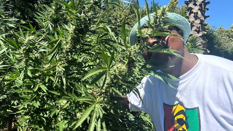 kapstadt cannabis guide