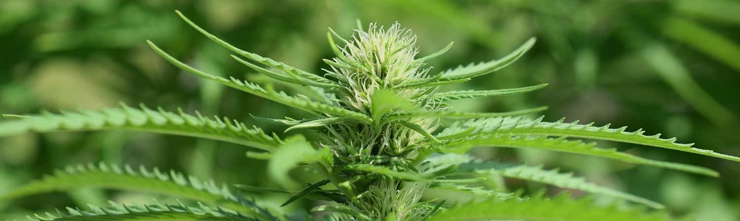 cannabiswaagen kaufen