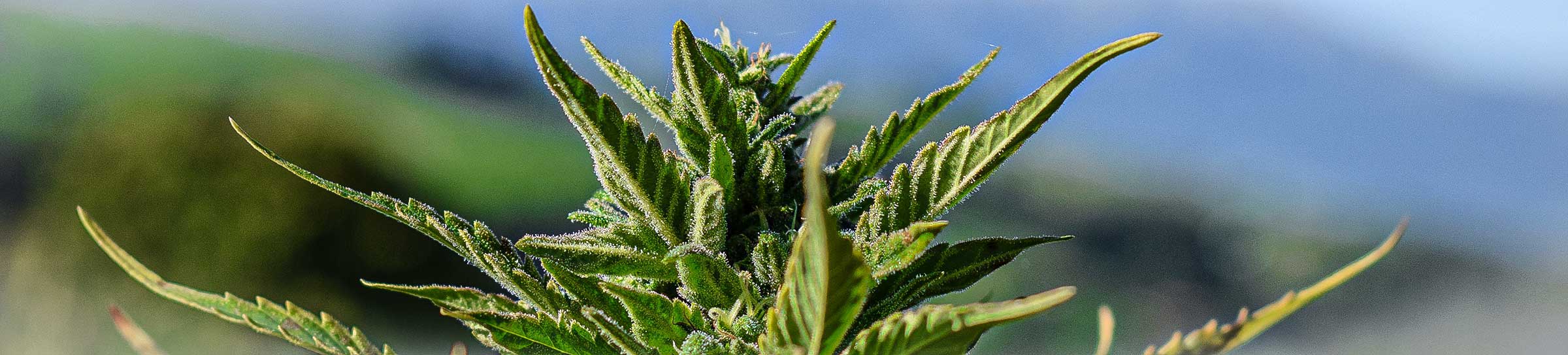cannabis kapstadt tour