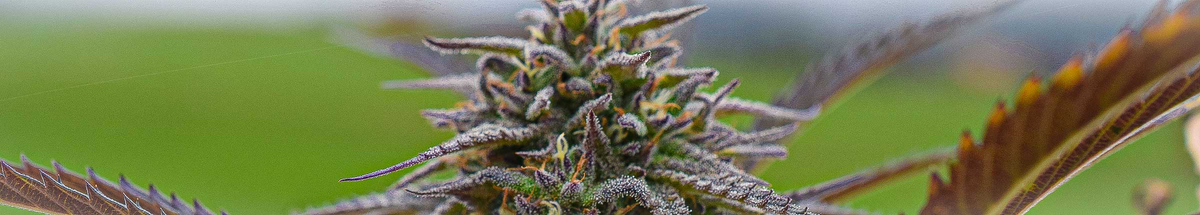 cannabis marokko
