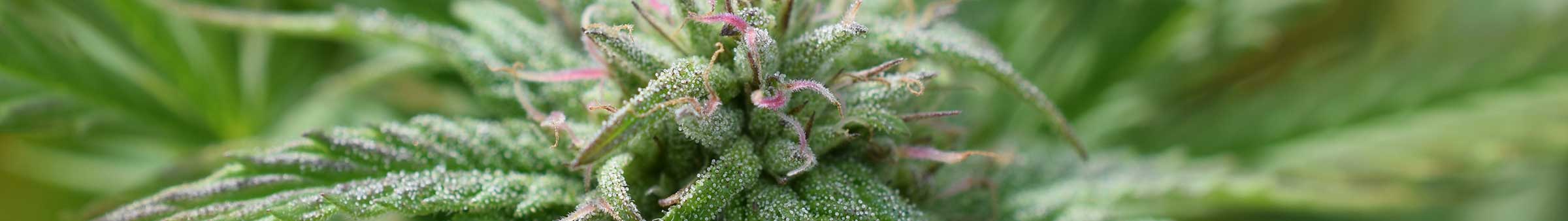 weed usa