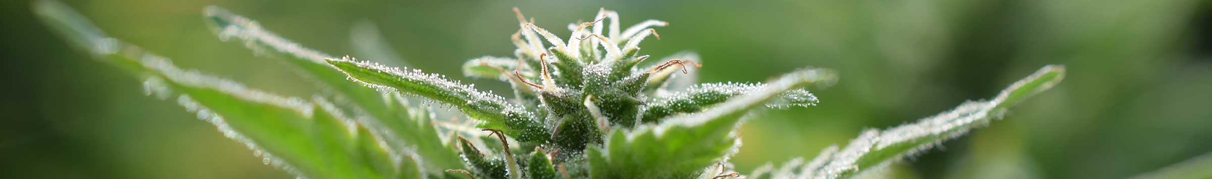 cannabis austria