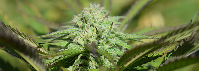 cannabis wien