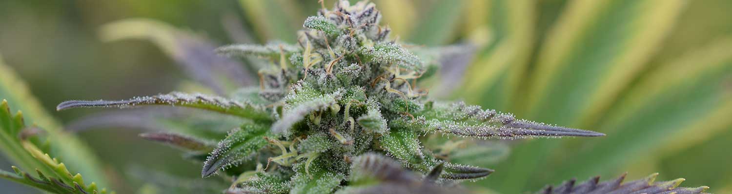 cbd bluete