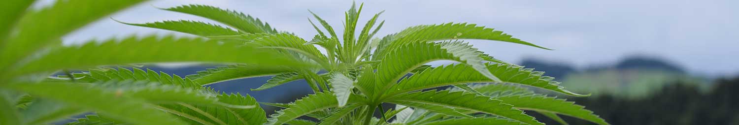 cannabispfanze