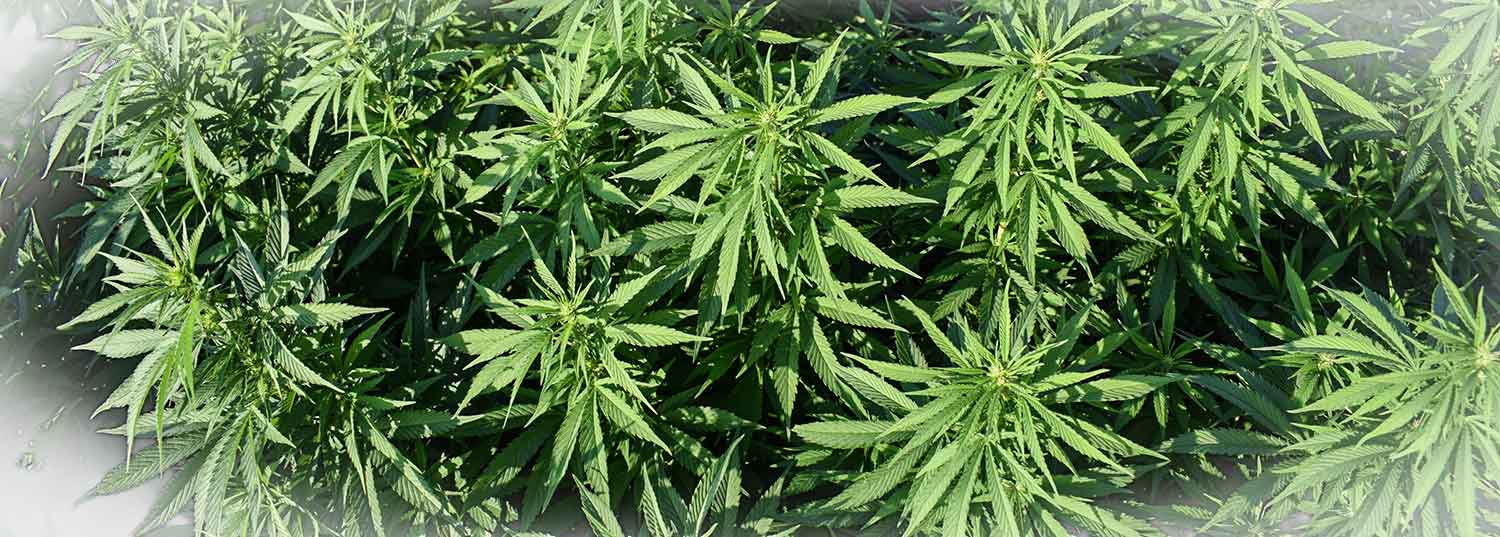 feminisierter cannabissamen