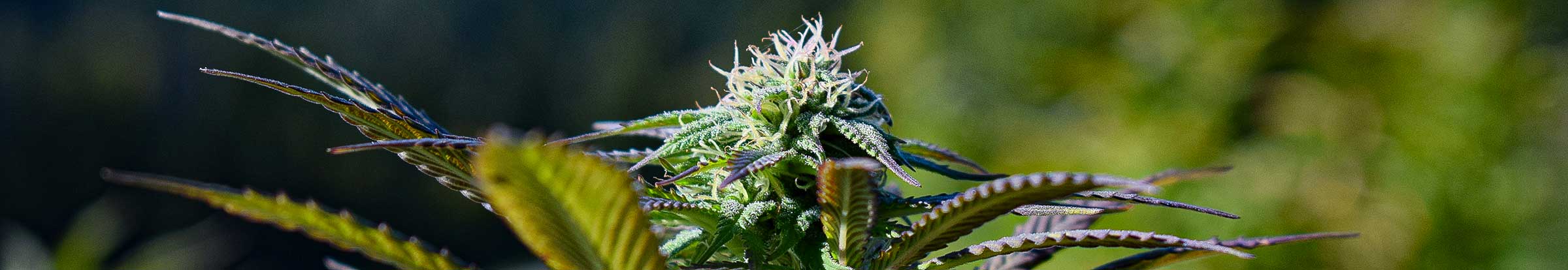 cannabis sardinia