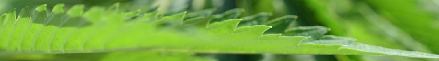 cannabis blatt