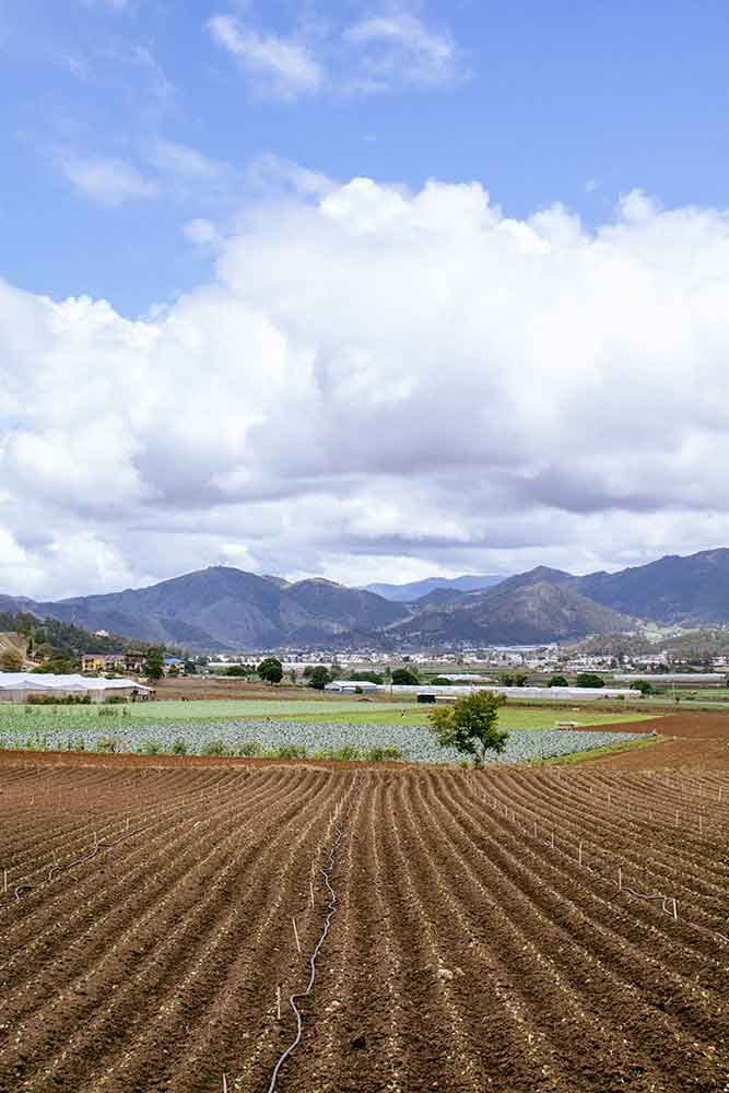 constanza
