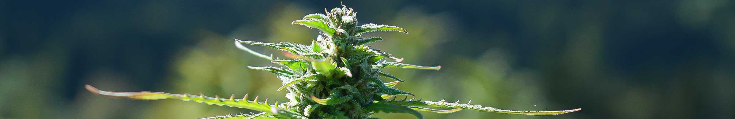 cannabis karibik