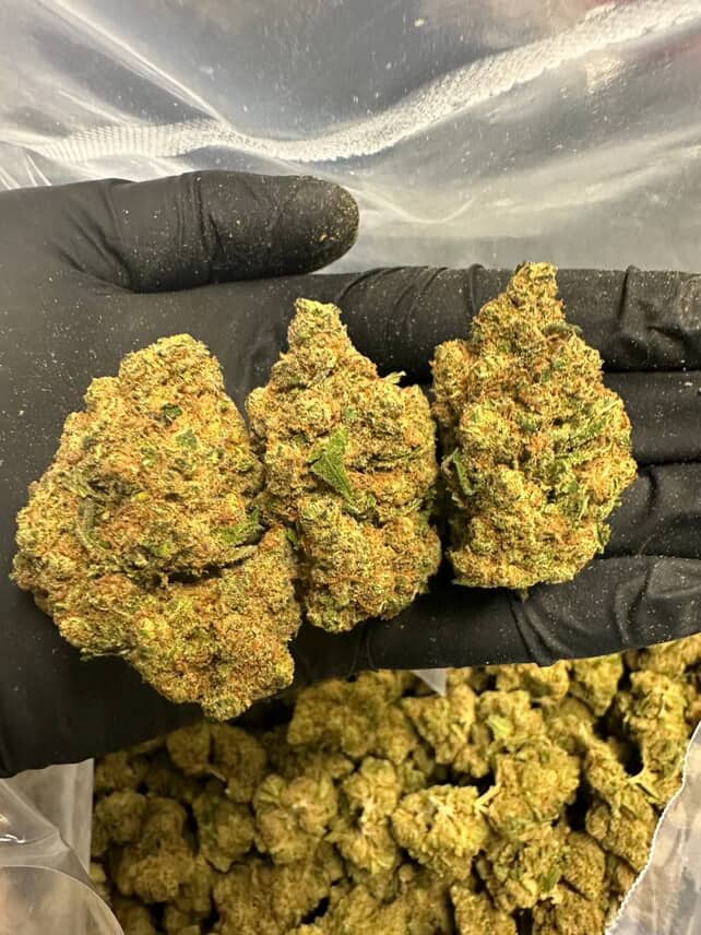 palanga cannabis