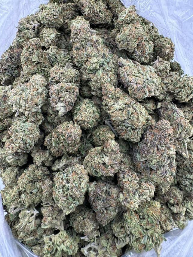 litauen palanga cannabis