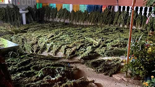cannabis bilder gallerie marokko