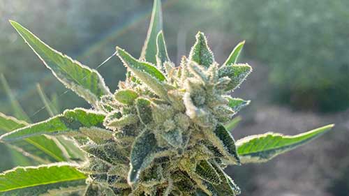 cannabis bilder gallerie marokko