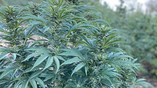 cannabis bilder gallerie marokko