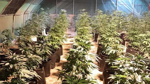 cannabis bilder gallerie marokko