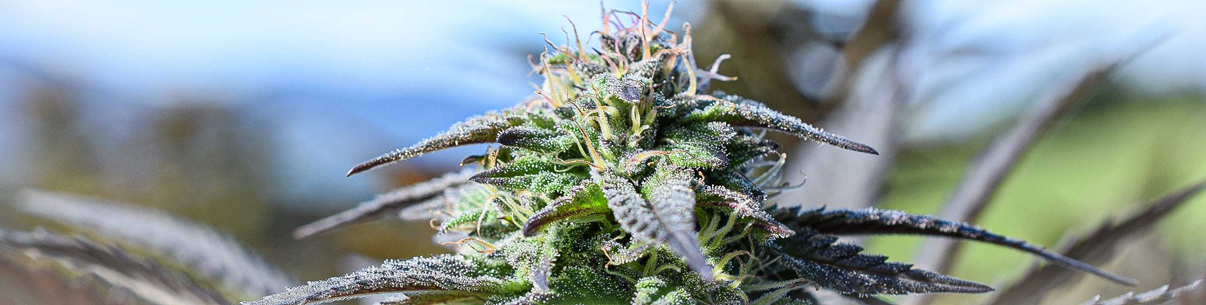 cannabis tanger