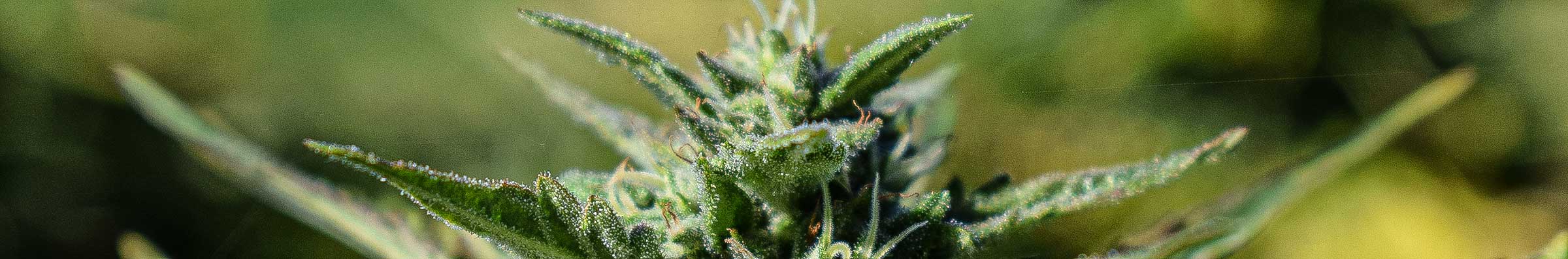 cannabis madeira