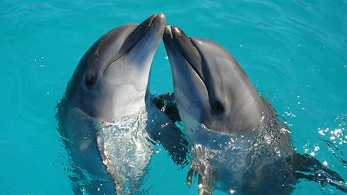 delfin beobachtung auf den kanaren