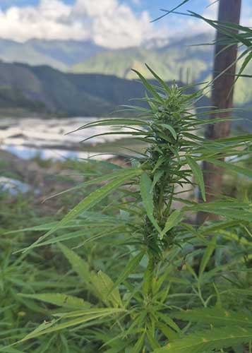 cannabis philippinen