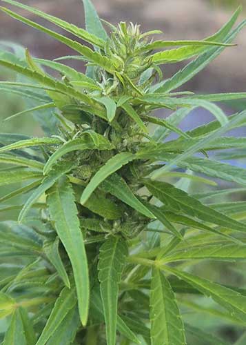 cannabis philippinen