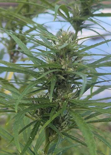cannabis philippinen