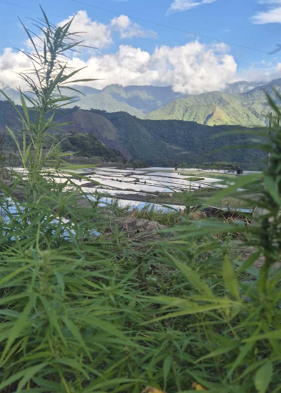 cannabis philippinen