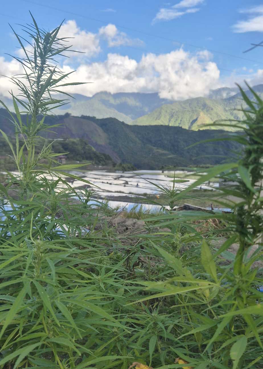 cannabis philippinen