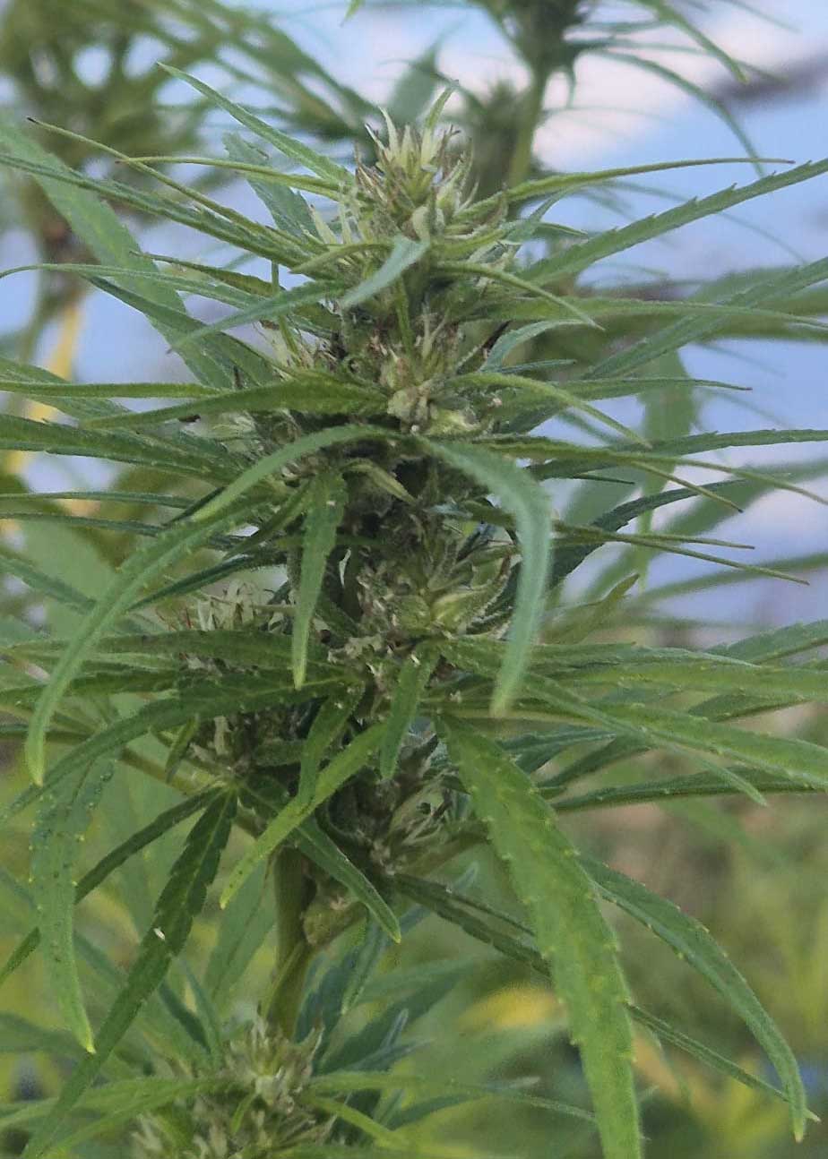 cannabis philippinen