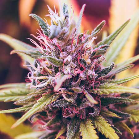 cannabis blüte