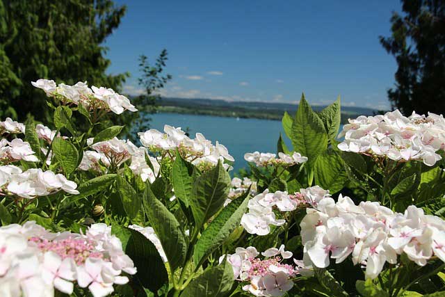 insel mainau im frühling