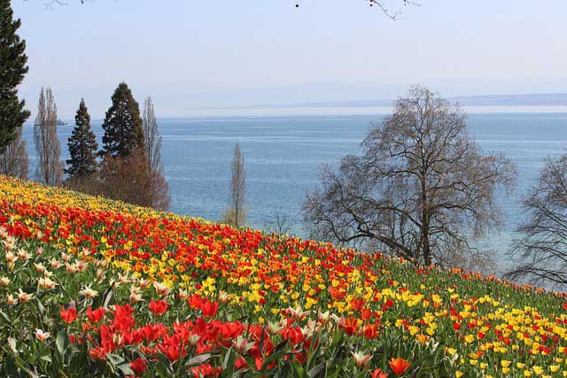 insel mainau im frühling