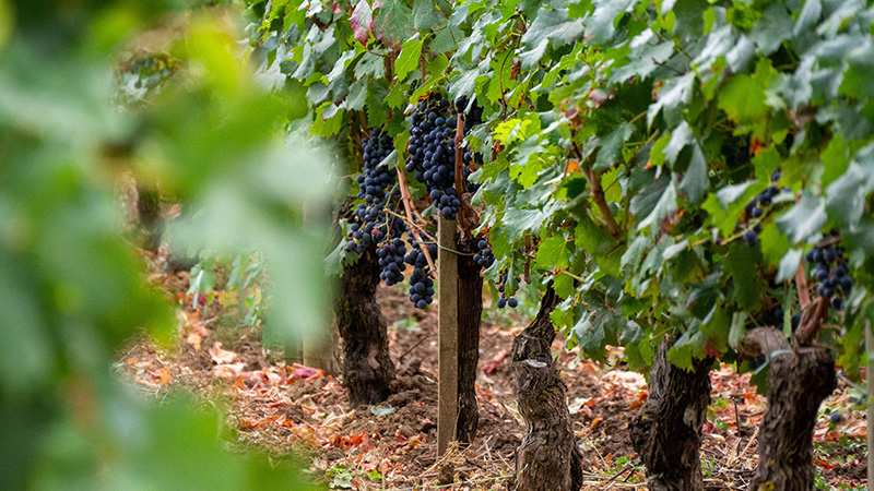 Bordeaux: Wein, Kultur & Cannabis erleben