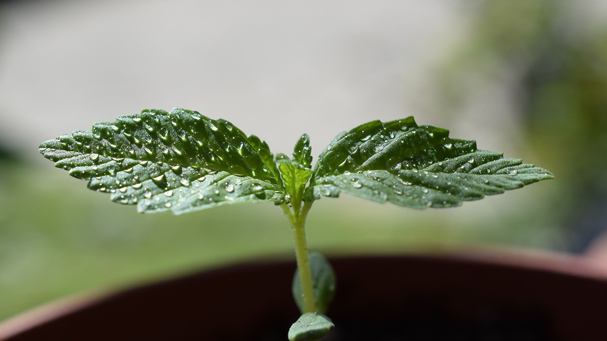 Feminisierte Cannabissamen: Revolution in der Cannabiszucht