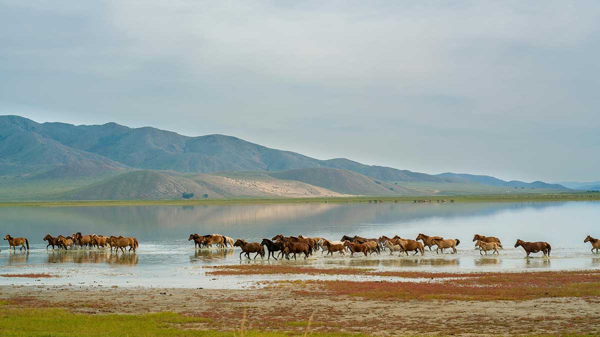 Wildes Cannabis in der Mongolei – Ursprung & Geheimnis
