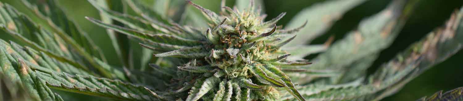 reisebegleitung cannabis urlaub