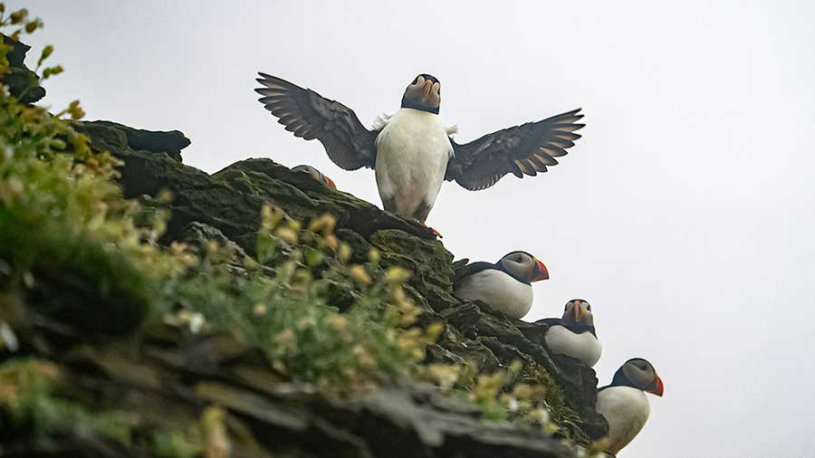 Skellig Michael: Mystische Insel in Irland