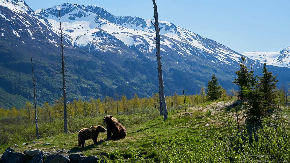 Cannabis in Alaska: Urlaub & Sorten entdecken