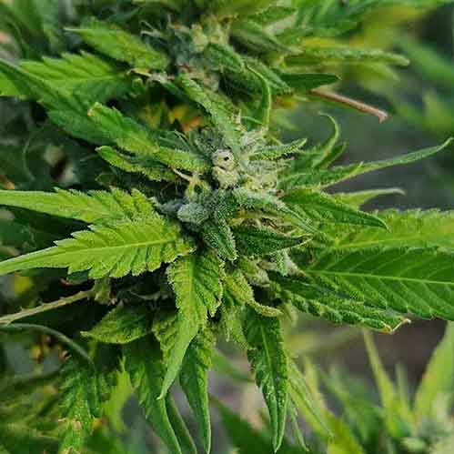 thailand cannabis urlaub