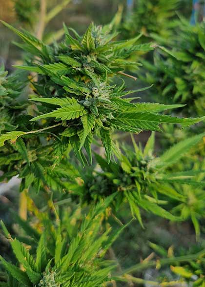 thai weed