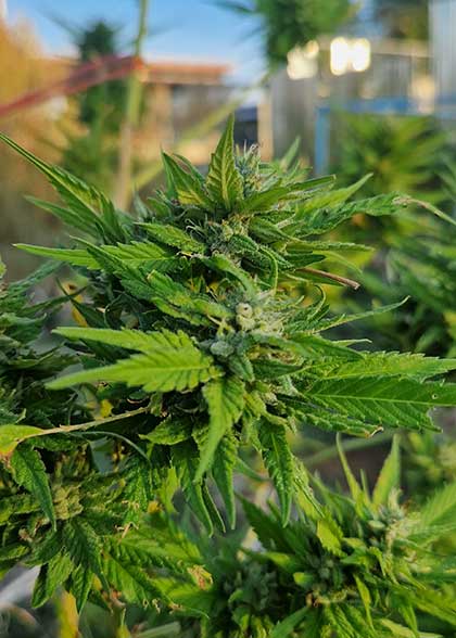thai weed