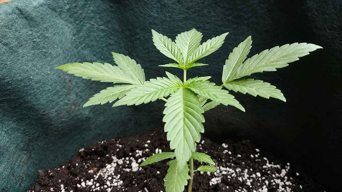 Autoflowering Samen 2026 – Schnell, kompakt & beliebt
