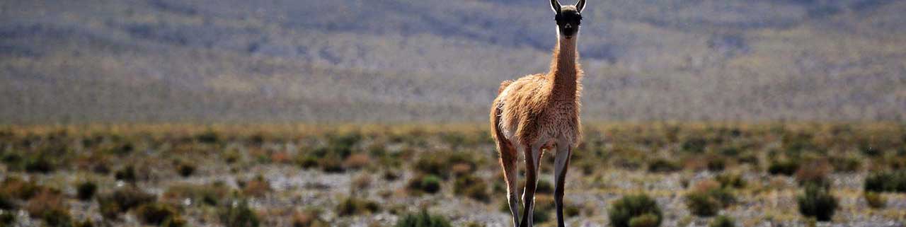 chile