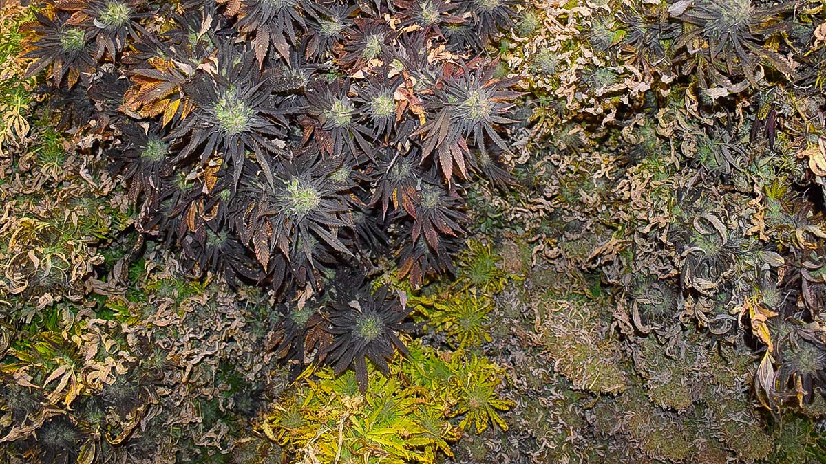 Welches Land hat das beste Weed? 🌍 Cannabis weltweit