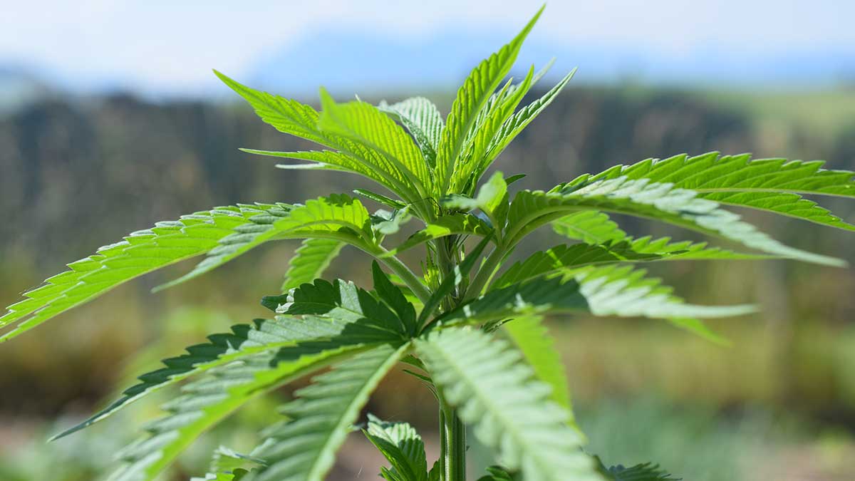 Cannabis und Angst: Das schlimmste und das beste Szenario