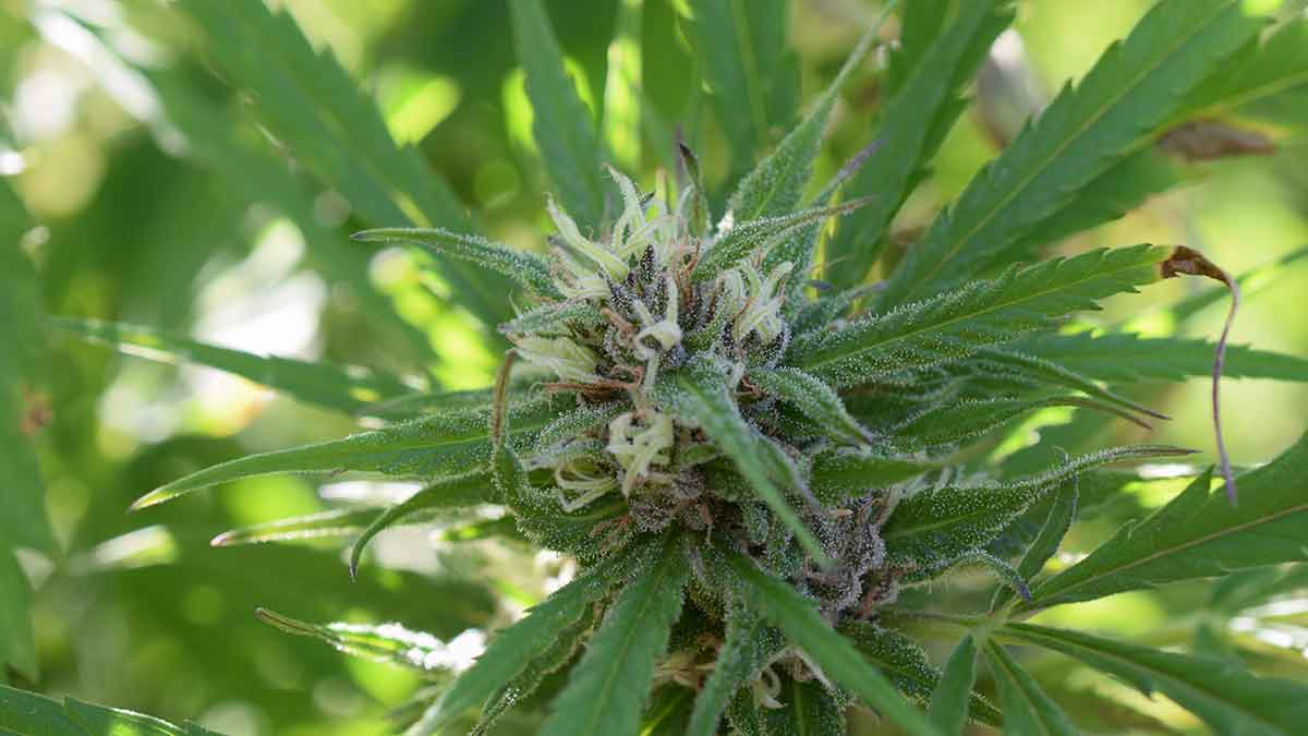 Cannabis - ein Medikament mit präventivem Potenzial!?