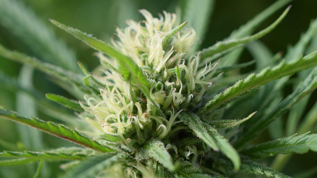 Ein visueller Leitfaden für die Auswahl von Cannabis von hoher Qualität